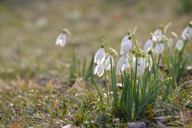 White flowers growing grass nature free wallpaper - medium preview image