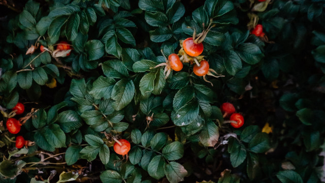 Bush berries leaves puzzle plant free wallpaper - medium preview image