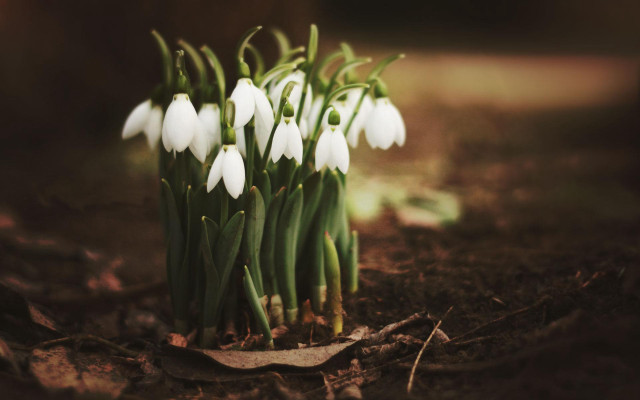White flowers dirt tree stump free wallpaper - medium preview image