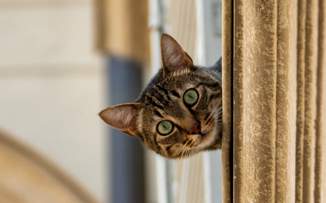 Cat green eyes window curtain #2 free wallpaper - medium preview image