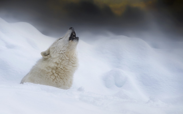 Polar bear sitting snow looking free wallpaper - medium preview image