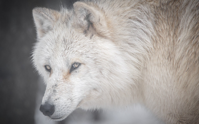 White wolf blue eyes distant free wallpaper - medium preview image