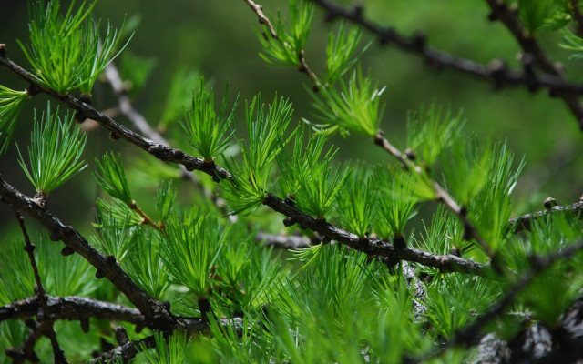 Tree leaf closeup green foliage free wallpaper - medium preview image