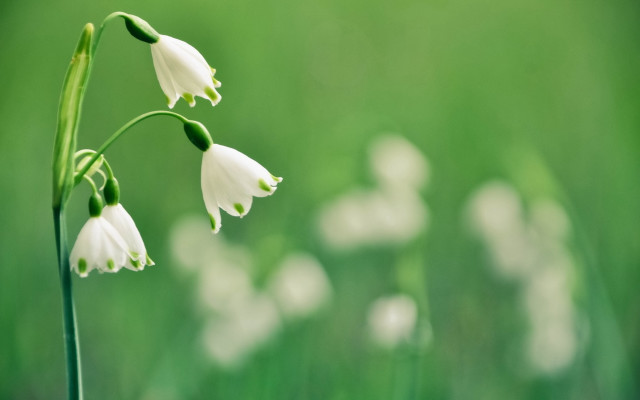 White flower macro blurry background free wallpaper - medium preview image
