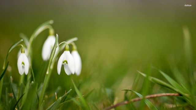 White flowers green field blurry free wallpaper - medium preview image
