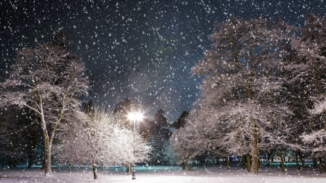 Snowy night park trees lights free wallpaper - medium preview image