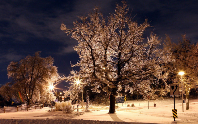 Tree snowy field night street free wallpaper - medium preview image