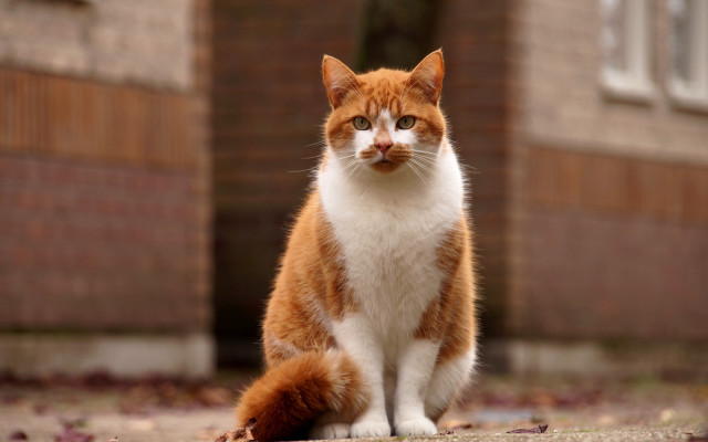 Cat building brick wall focus free wallpaper - medium preview image