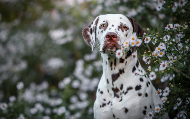 Dalmatian daisy field bokeh outdoors free wallpaper - medium preview image