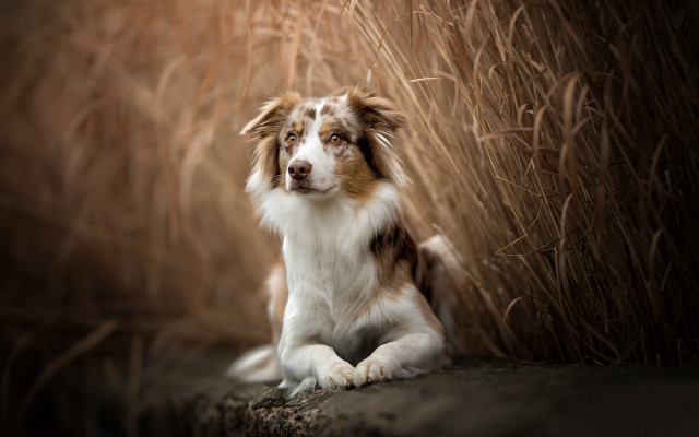 Dog tallgrass field closedeyes renaissance free wallpaper - medium preview image