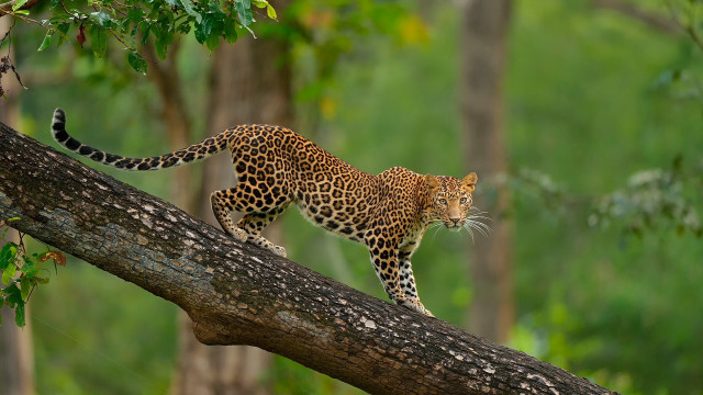 Leopard tree branch forest wildlife free wallpaper - medium preview image