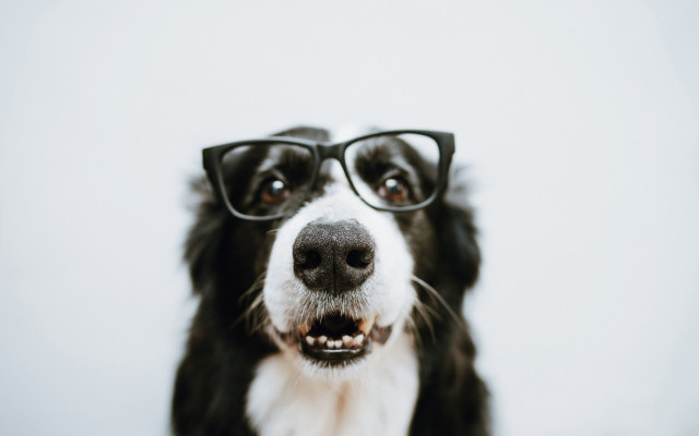 Dog glasses white background black free wallpaper - medium preview image