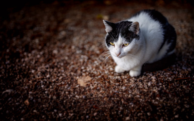 Black white cat serious fence free wallpaper - medium preview image
