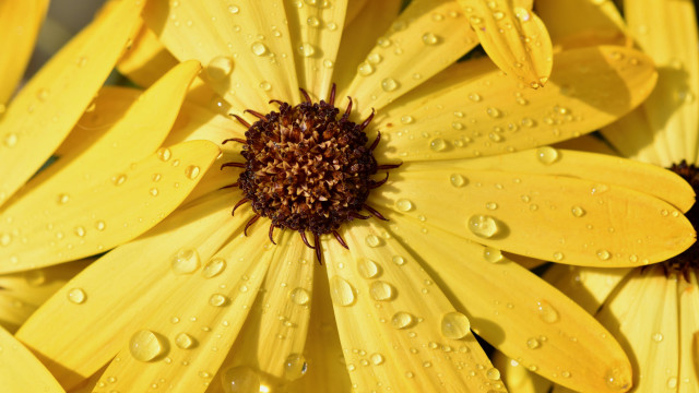 Yellow flower water droplets macro #18 free wallpaper - medium preview image