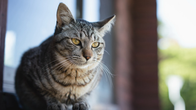 Serious cat window sill yellow free wallpaper - medium preview image