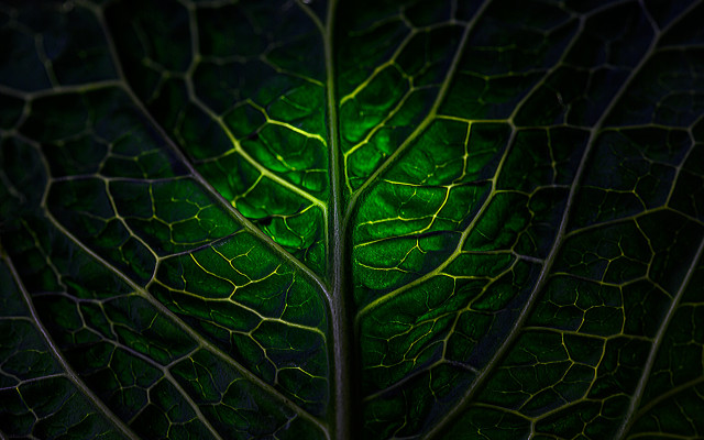Green leaf macro photography environmental free wallpaper - medium preview image