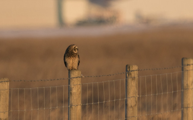 Small owl fence post field free wallpaper - medium preview image