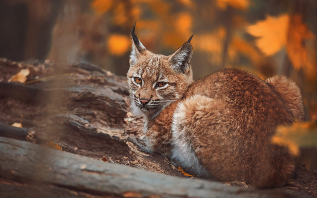 Small cat tree stump autumn free wallpaper - medium preview image