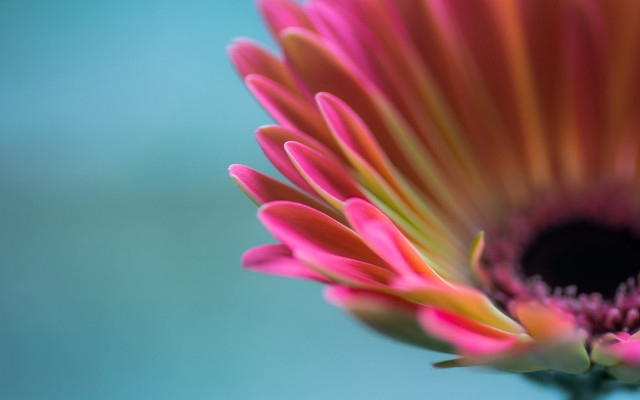 Pink flower blue background macro #2 free wallpaper - medium preview image