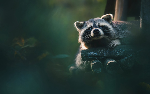 Raccoon sitting tree stump woods free wallpaper - medium preview image