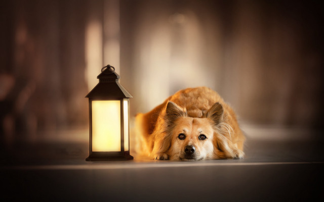 Shiba inu dog laying lantern free wallpaper - medium preview image