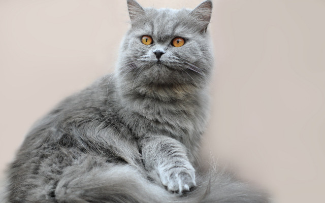 Gray cat yellow eyes serious free wallpaper - medium preview image