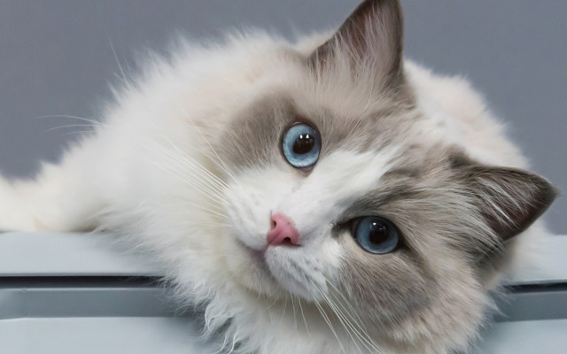 White cat blue eyes sad free wallpaper - medium preview image