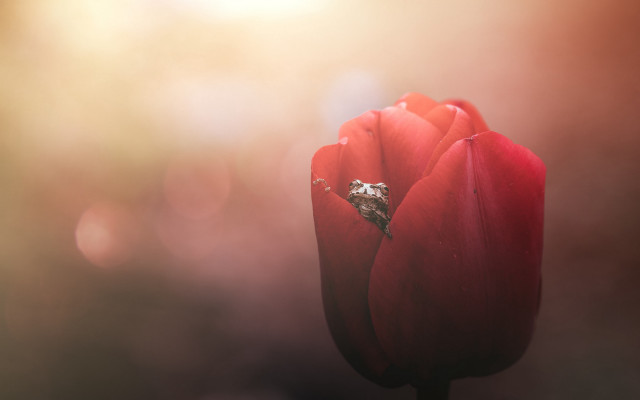 Red tulip diamond ring shallow free wallpaper - medium preview image