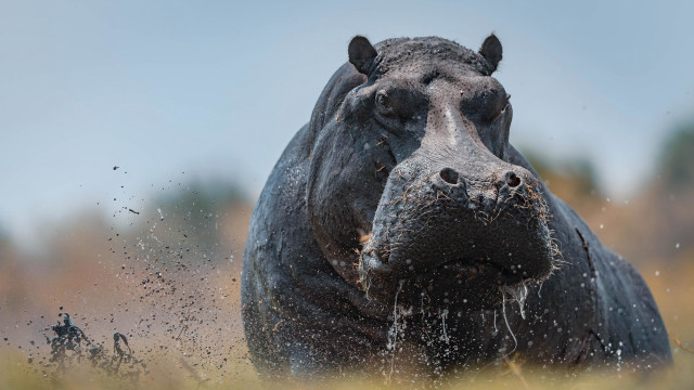 Hippo field aurora starry sky free wallpaper - medium preview image