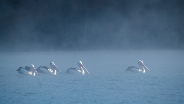 Pelicans lake foggy day camera free wallpaper - medium preview image