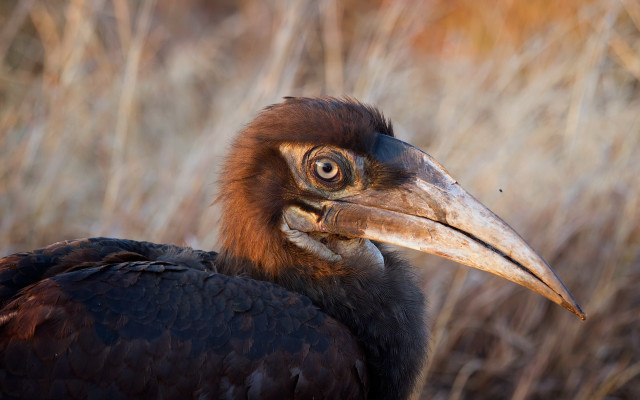 Large bird long beak tall free wallpaper - medium preview image