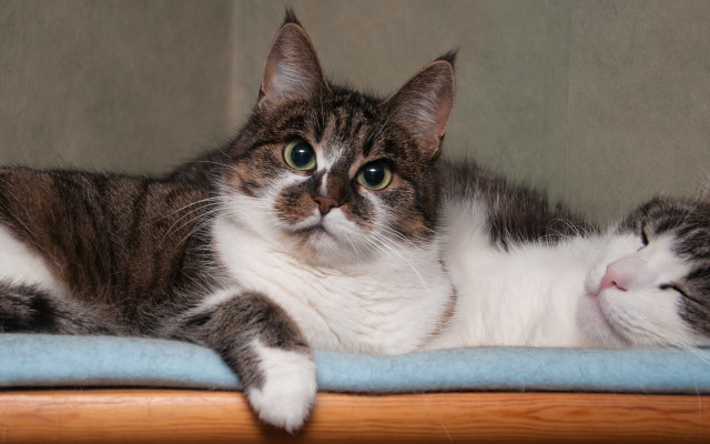 Cat blue blanket green wall free wallpaper - medium preview image