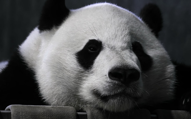 Panda sad portrait blackandwhite animal free wallpaper - medium preview image
