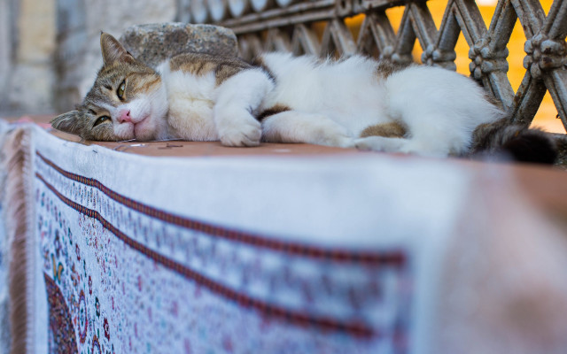 Cat bench shiba inu blurry free wallpaper - medium preview image