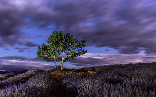 Lone tree lavender field cloudy free wallpaper - medium preview image