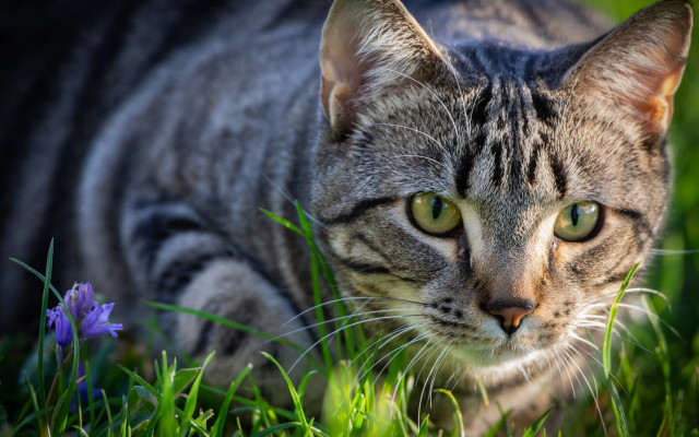Cat grass flower green eyes free wallpaper - medium preview image