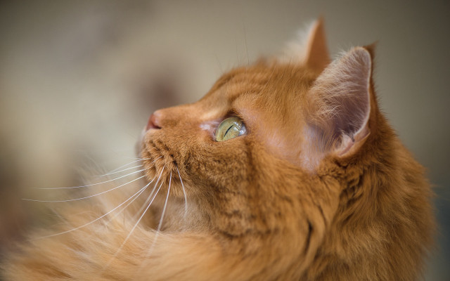 Cat looking up sky photorealism free wallpaper - medium preview image