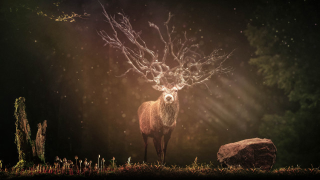 Deer forest antlers rock magic free wallpaper - medium preview image