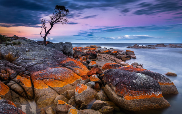 Mystical tree rock ocean sunset free wallpaper - medium preview image