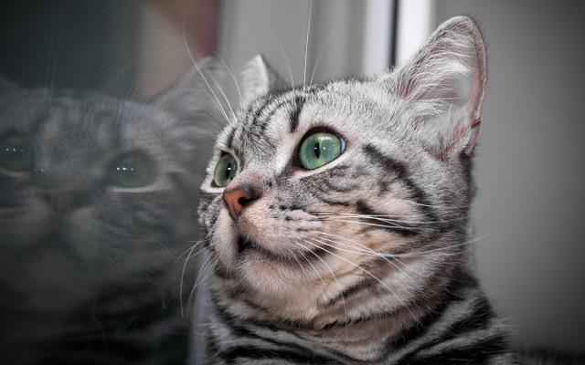 Cat reflection green eyes lion free wallpaper - medium preview image