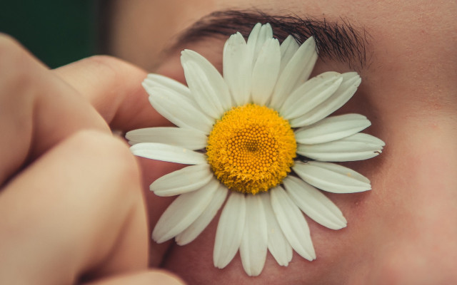 Flower eye daisy shallow depth free wallpaper - medium preview image