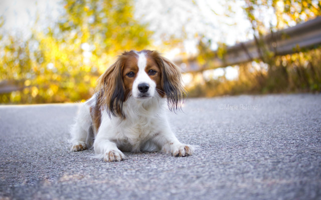 Dog road trees fence bokeh free wallpaper - medium preview image