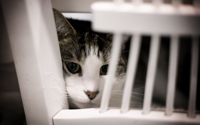 Cat peeking white cage shift free wallpaper - medium preview image