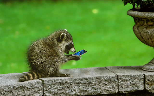 Raccoon plant ledge cellphone outdoor free wallpaper - medium preview image