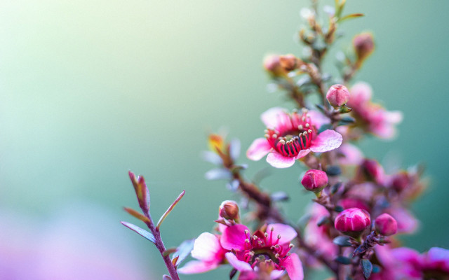Cherry blossom macro flower blurry free wallpaper - medium preview image