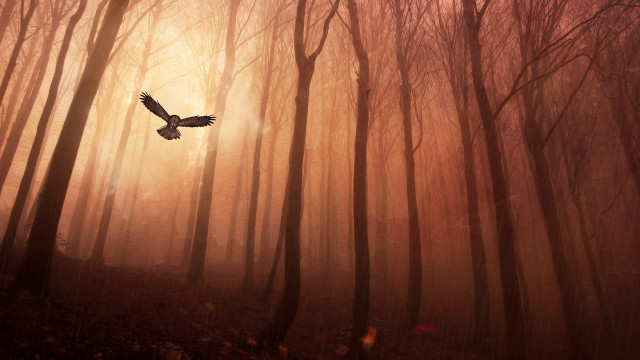 Bird flying forest fog sunset free wallpaper - medium preview image