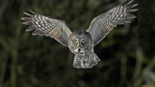 Large owl flying wings open #2 free wallpaper - medium preview image
