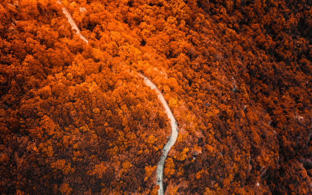Winding road forest orange trees free wallpaper - medium preview image
