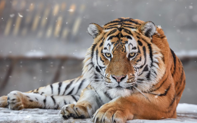 White tiger snow winter blurry free wallpaper - medium preview image