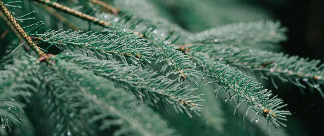 Pine needle macro blurry background free wallpaper - medium preview image